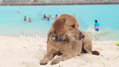 可爱的狗躺在沙滩上的海洋背景。 疲惫的狗<strong>打瞌睡</strong>，想睡在海边。